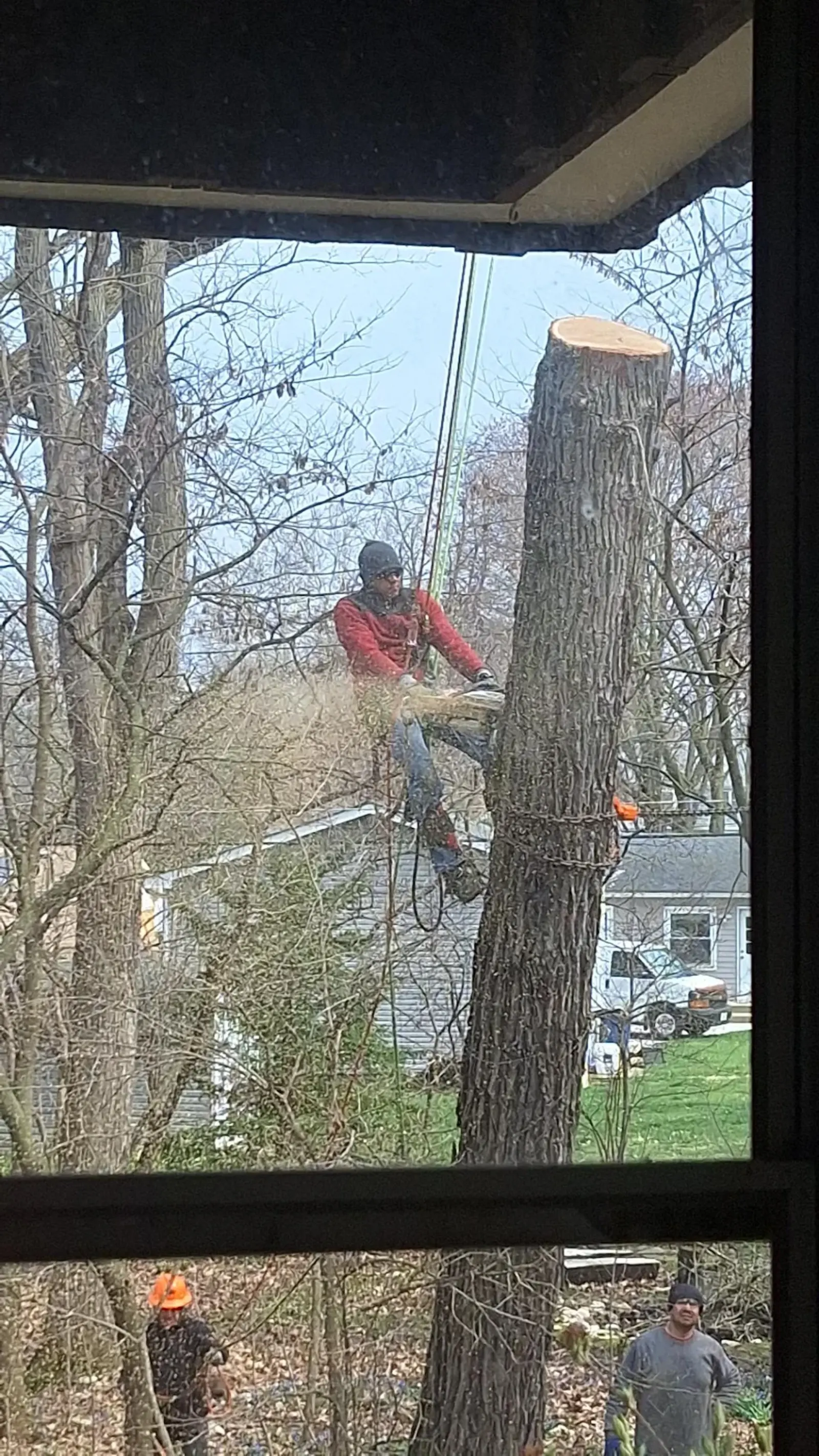 ISA-Certified Tree Care