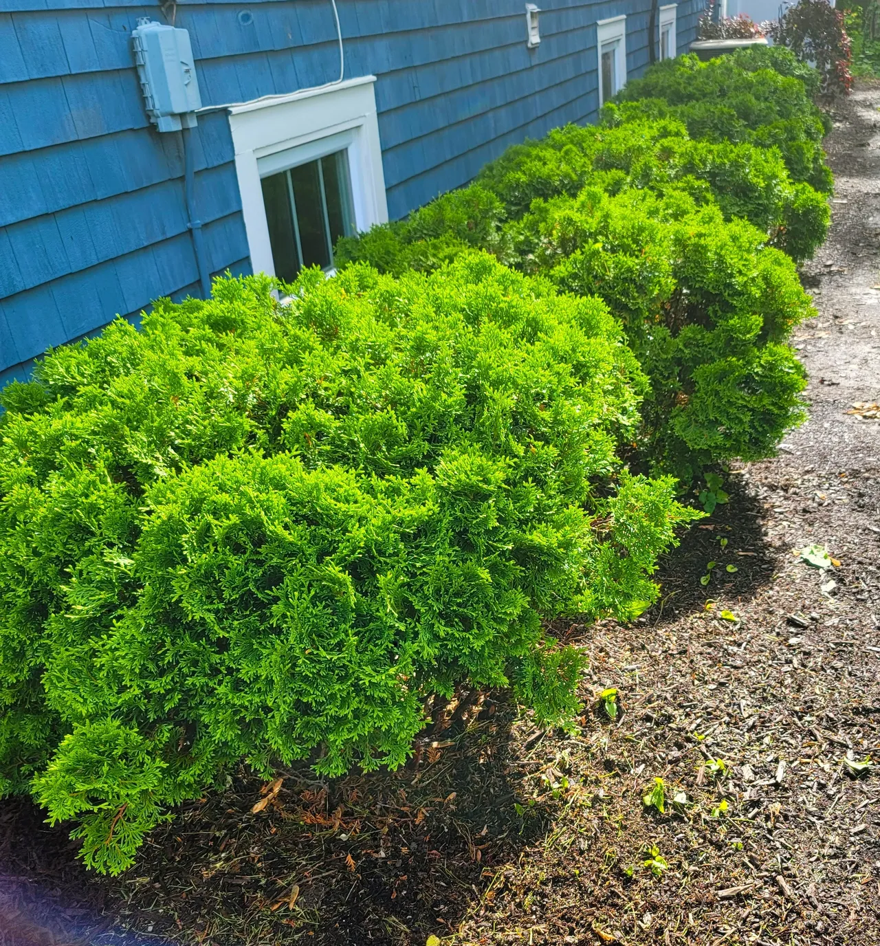 Shrub & Bed Care