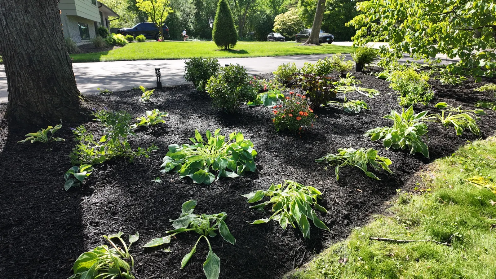 Mulch Beds & Trees