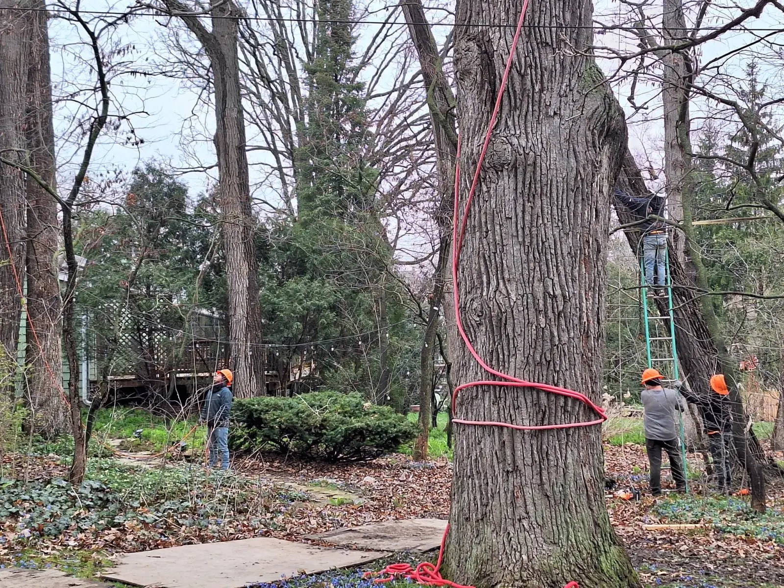 Mature Tree Removal