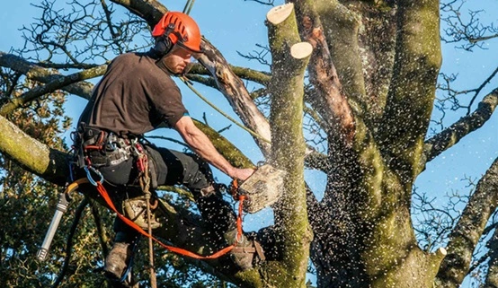 Expert Tips and Tricks for Tree Removal