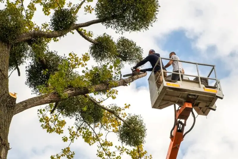 Reasons to Hire a Professional for Residential Tree Care