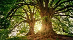 Signs That a Tree Needs Professional Attention