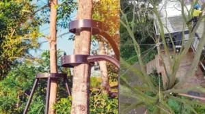 How Tree Bracing And Cabling Protects Your Property From Storm Damage