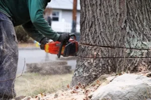 The Tree Removal Cost Calculator: A Detailed Guide to Budgeting for Tree Service