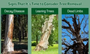Tree Care Tips: Signs It's Time to Safely Remove a Tree