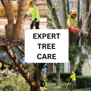 Emergency Tree Care in Chicago - Smith Brothers Landscape & Tree Services