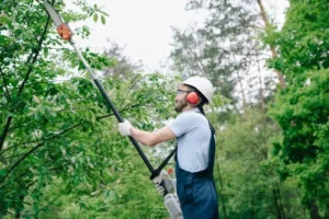 How Tree Trimming Can Save Your Property
