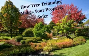 How Tree Trimming Makes Your Property Safer