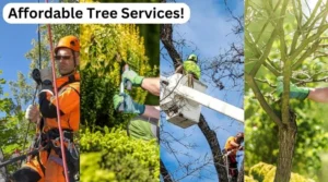 Affordable Tree Services in Chicago, IL That Deliver Results!