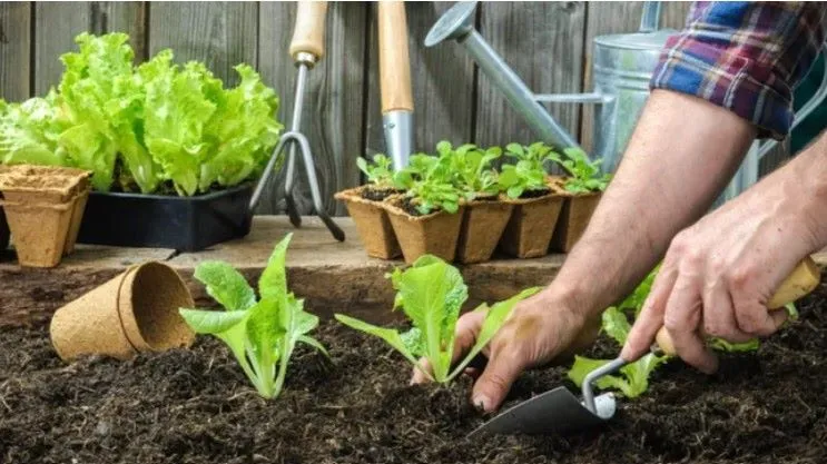 The Ultimate Guide to Must-Have Planting Materials You Didn't Know You Needed!