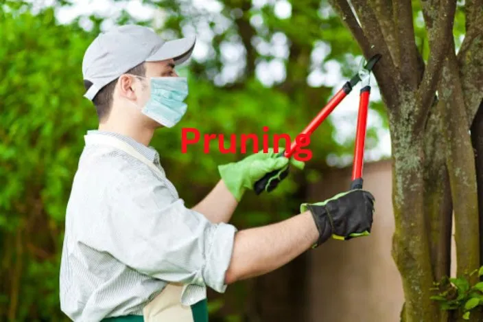 Proper Tree Pruning