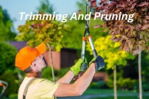 Top 10 Benefits Of Tree Trimming And Pruning