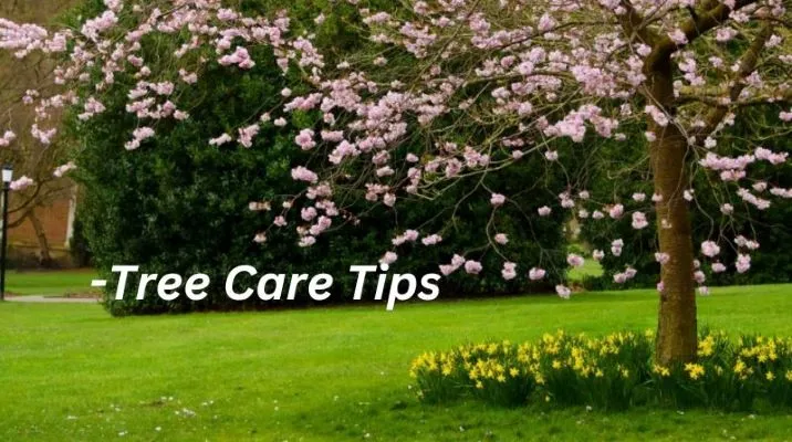 Tree Care Tips & Techniques
