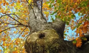 Tree Stress Symptoms Identifying and Treating Common Signs of Tree Health Issues