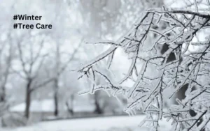 Essential Winter Tree Care Tips to Keep Your Trees Thriving