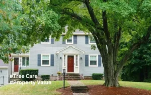 Tree Care Boosts Property Value