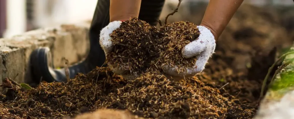 Garden Soil Testing 4