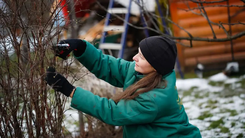 How to Create a Winter Interest Garden for Year Round Beauty 5