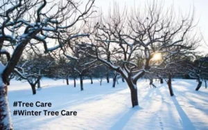 Master Winter Tree Care