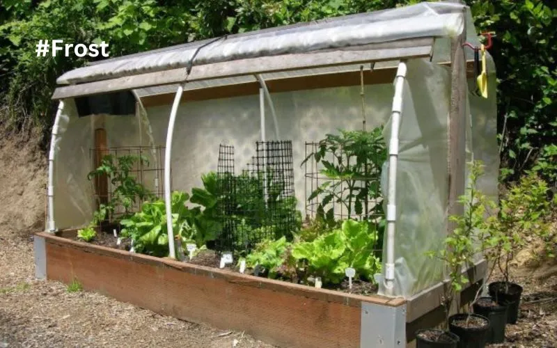 Protecting Plants from Frost 1 Protecting Plants from Frost 6