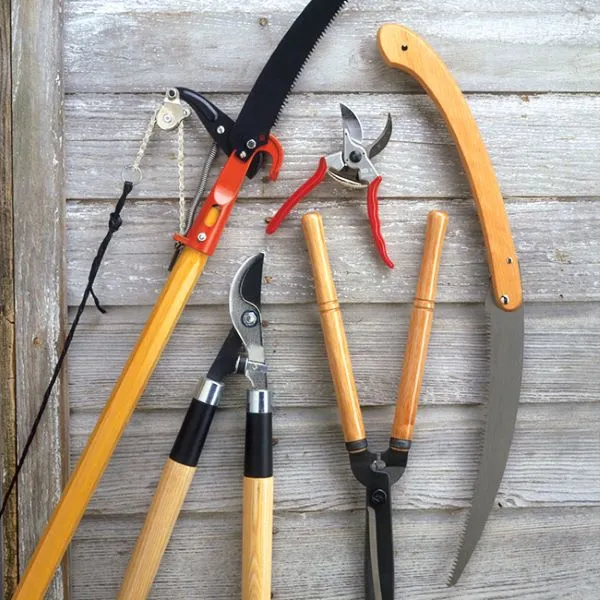 Thrive with Winter Pruning: Unleash Growth! 3 Thrive with Winter Pruning Unleash Growth 1