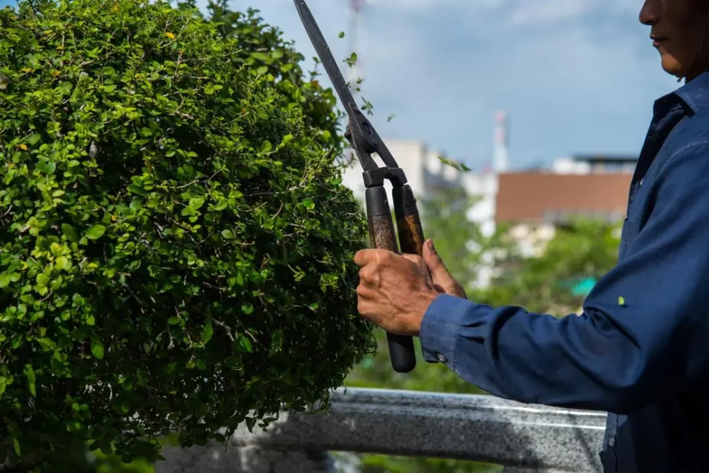 Thrive with Winter Pruning: Unleash Growth! 5 Thrive with Winter Pruning Unleash Growth 3