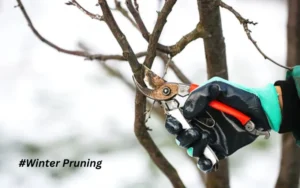 Thrive with Winter Pruning Unleash Growth!