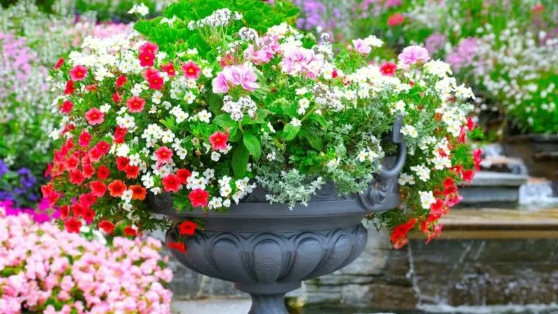 Vibrant Winter Garden Color 3 Vibrant Winter Garden Color 4