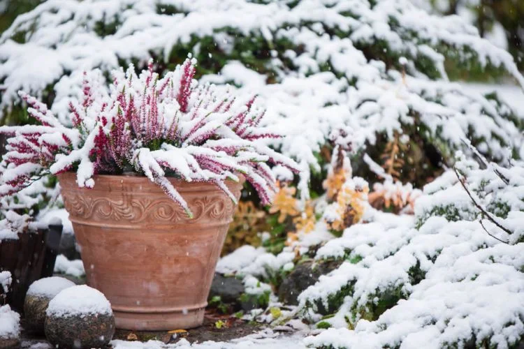 Winter Plant Disease Management 5