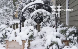 Essential Winter Garden Maintenance Tips for a Thriving Landscape