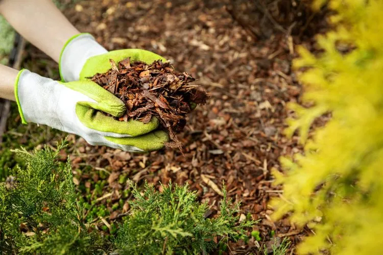 5 Key Steps to Get Your Landscape Spring Ready 8