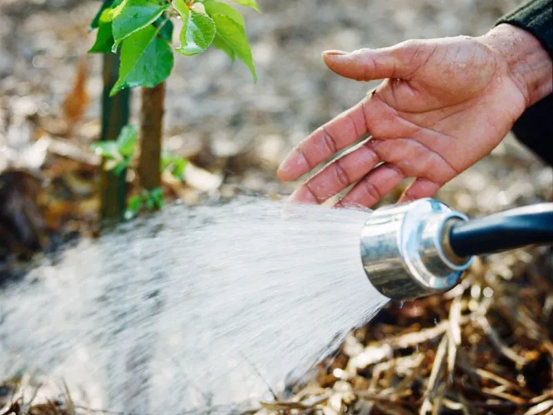 Revive Your Lawn Yard for Spring A Simple 7 Step Guide 5