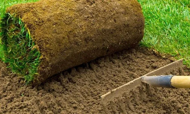 Winter Lawn Care A Healthy Yard Guide 5