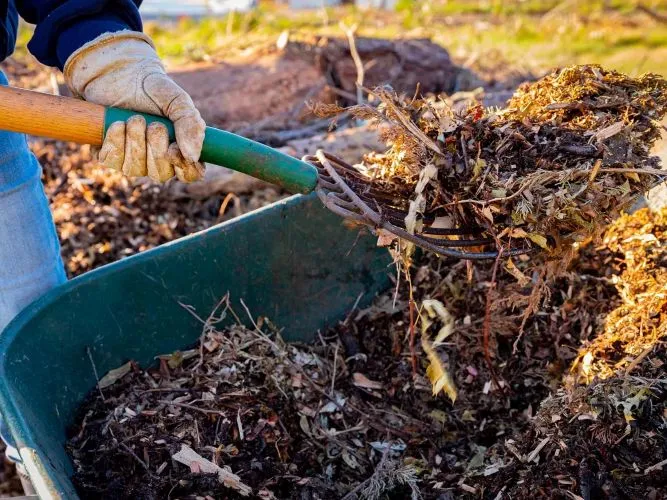 Winter Mulching How to Protect Your Plants from the Cold 4