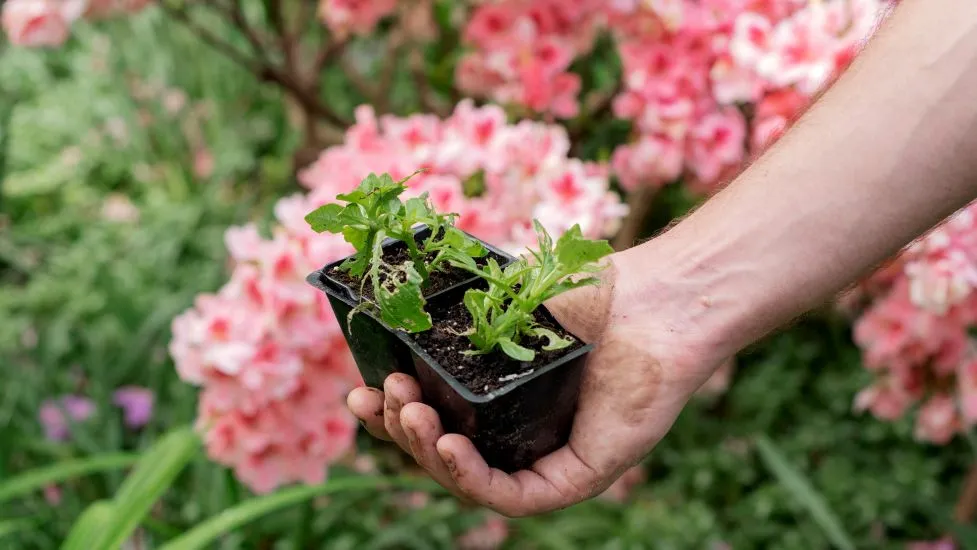 Winter Pruning: The Key to Vibrant Growth in Spring 3 Winter Pruning The Key to Vibrant Growth in Spring 2