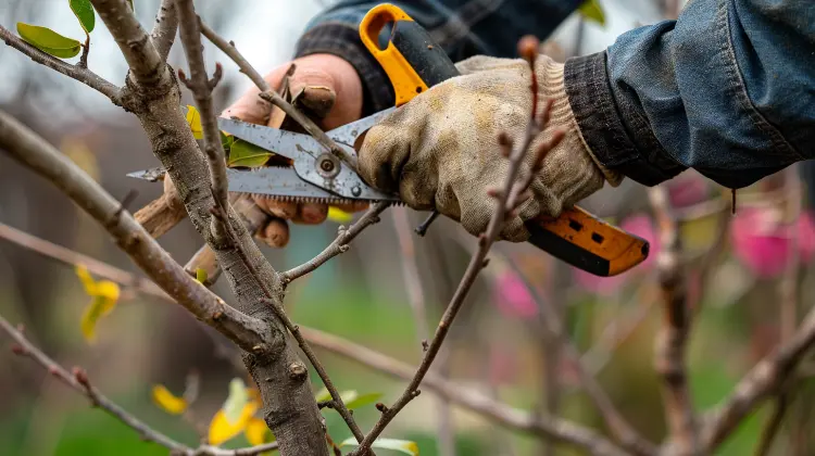 Winter Pruning: The Key to Vibrant Growth in Spring 4 Winter Pruning The Key to Vibrant Growth in Spring 3