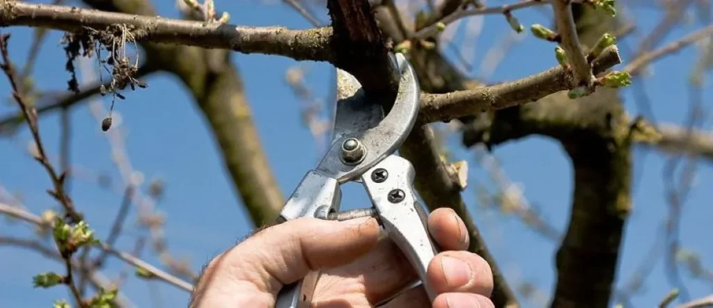 Winter Pruning: The Key to Vibrant Growth in Spring 5 Winter Pruning The Key to Vibrant Growth in Spring 4