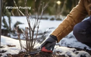 Winter Pruning The Key to Vibrant Growth in Spring