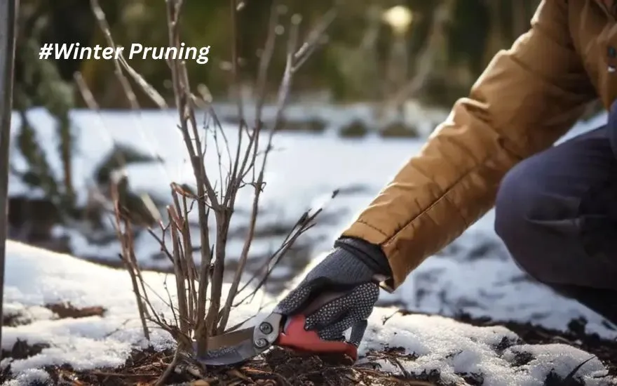 Winter Pruning: The Key to Vibrant Growth in Spring 1 Winter Pruning The Key to Vibrant Growth in Spring 5