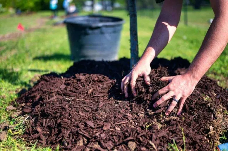 mulching in winter requires specific timing to be effective