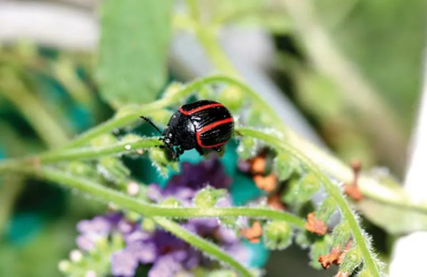 Best Ways to Prevent Weeds from Taking Over Your Garden 6