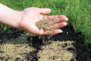 Essential Lawn Care: Aerating, Overseeding & Fertilizing for a Lush Yard