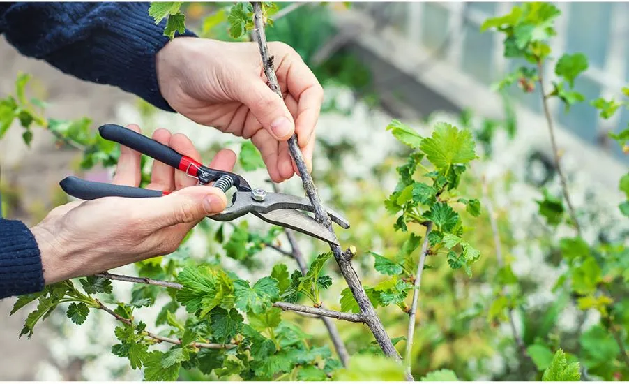 Essential Pruning Tips to Maximize Tree and Shrub Growth 3