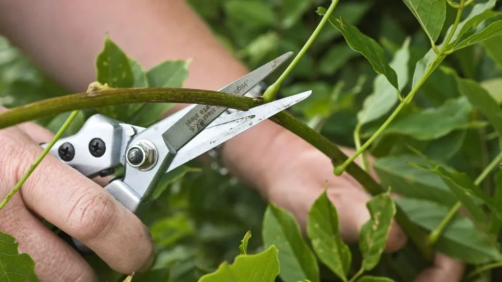 Essential Pruning Tips to Maximize Tree and Shrub Growth 4