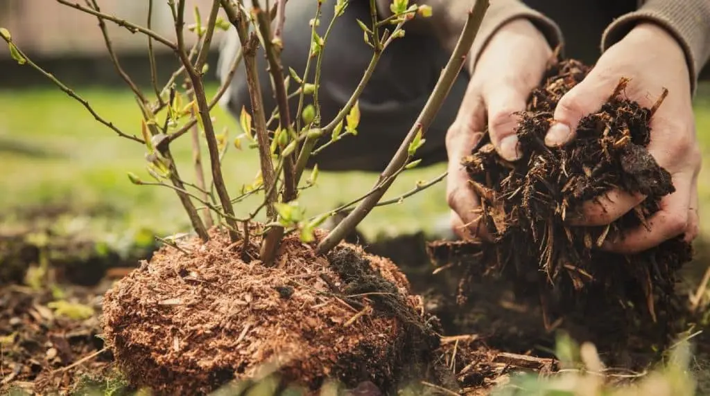 The Importance of Mulching: Essential for a Thriving Landscape 2 The Importance of Mulching Essential for a Thriving Landscape 1