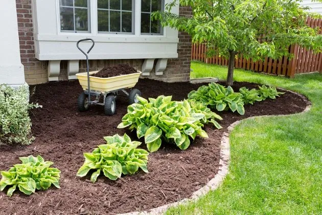 The Importance of Mulching: Essential for a Thriving Landscape 5 The Importance of Mulching Essential for a Thriving Landscape 5