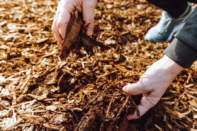 The Importance of Mulching: Essential for a Thriving Landscape 1 The Importance of Mulching Essential for a Thriving Landscape
