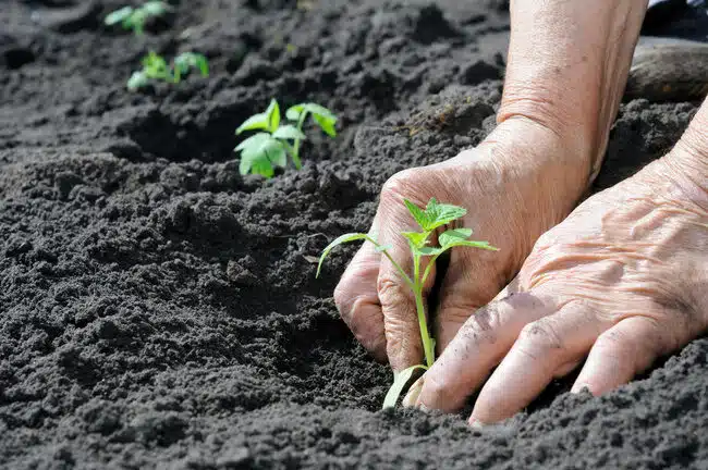 The Importance of Spring Planting Cultivating Natures Growth 2
