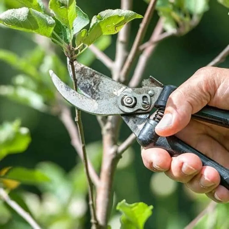 Ultimate Spring Garden Cleanup: How to Refresh Your Landscape 4 Ultimate Spring Garden Cleanup How to Refresh Your Landscape 2